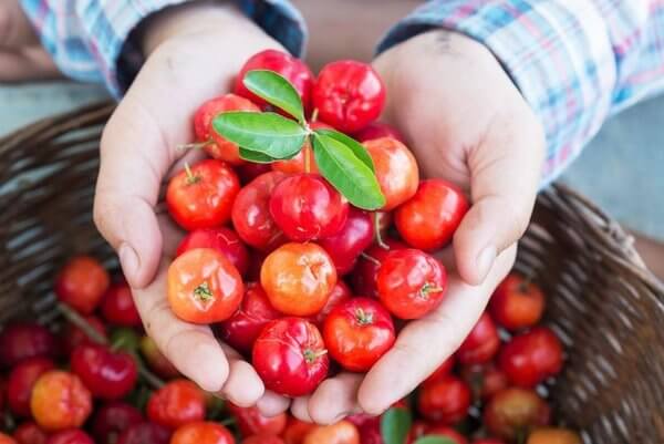 Acerola Früchte Acerola hat viel Vitamin C