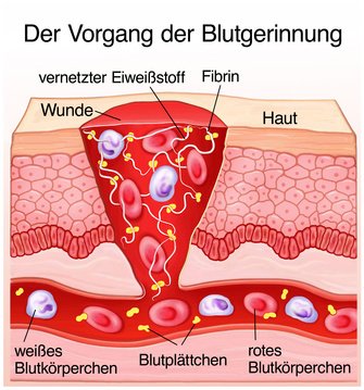 Erklärung - Blutgerinnung Blutgerinnung