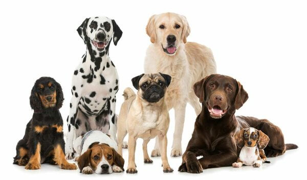 Hunde Biotin für Hunde